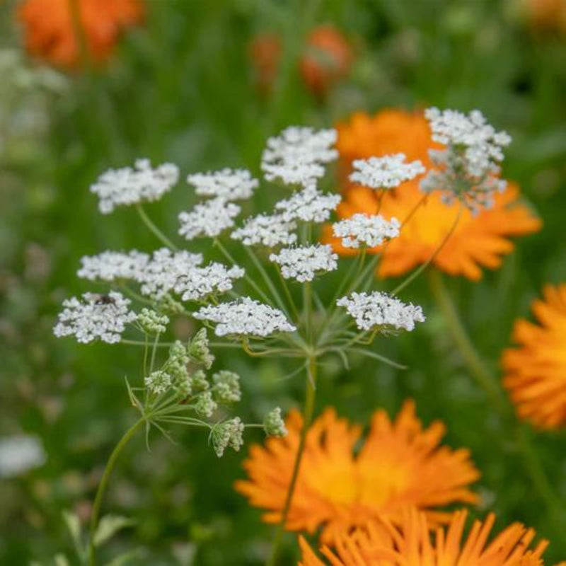 Unwins Ammi Majus Graceland Seeds