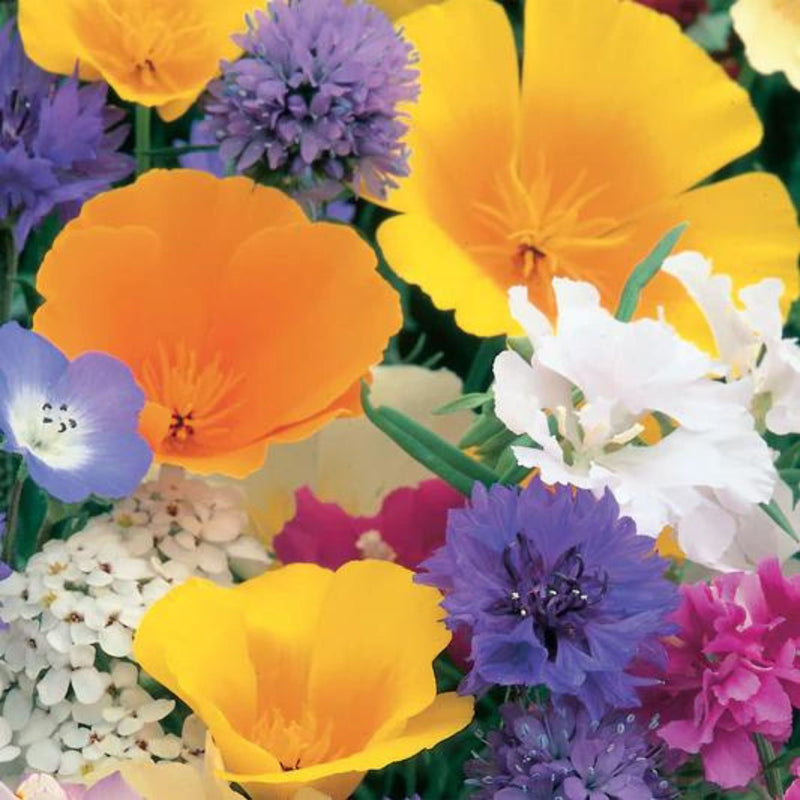 Unwins Annual Flowers Dwarf Special Mix Seeds