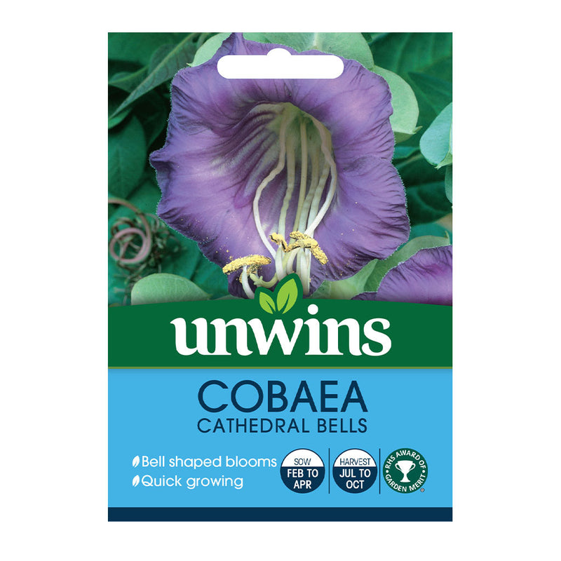 Unwins Cobaea Cathedral Bells Seeds