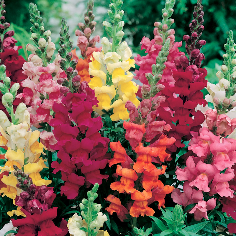 Unwins Little Growers Antirrhinum Snapdragon Seeds