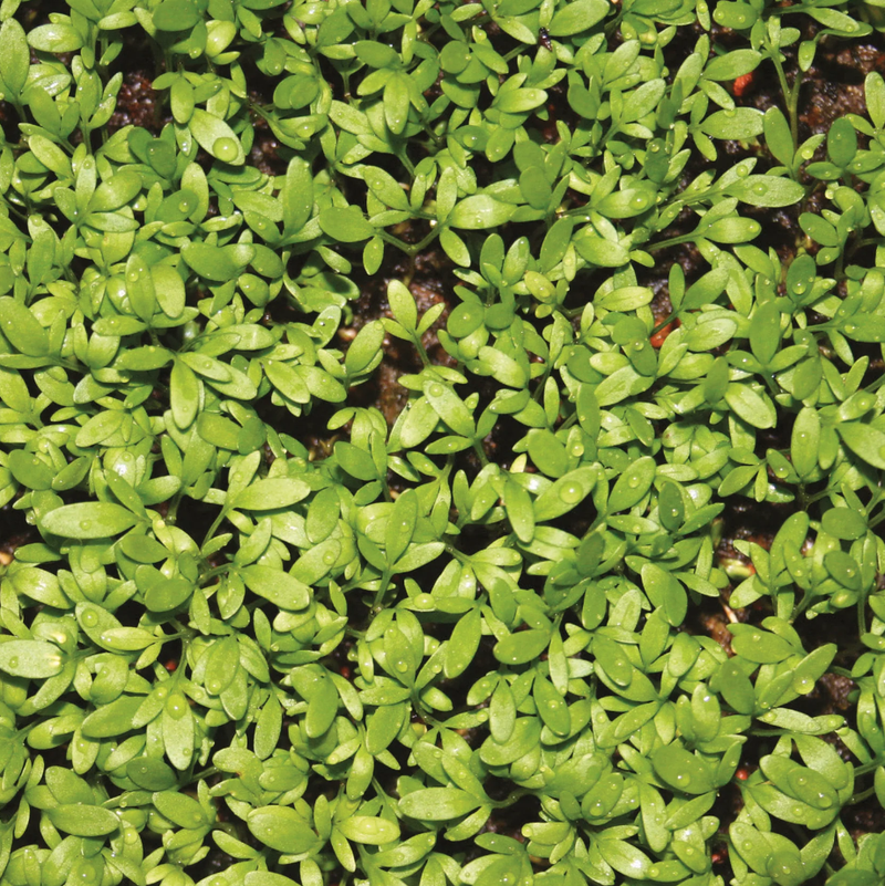 Unwins Little Growers Curly Top Cress Seeds