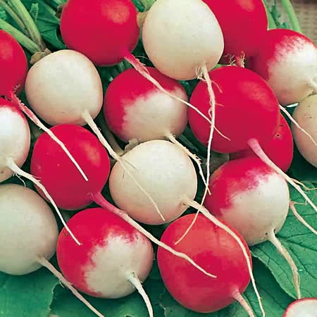 Unwins Radish Globe Mix Seeds