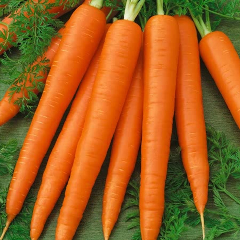 Unwins Carrot Sweet Candle Seeds