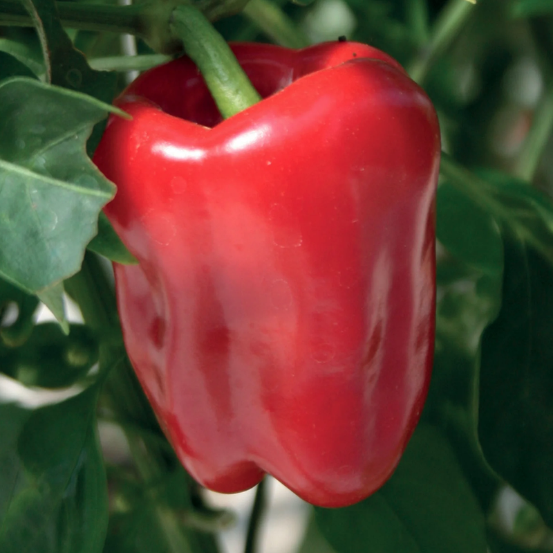 Unwins Sweet Pepper Red Bell F1 Seeds